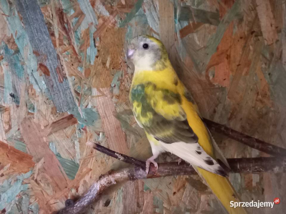 Świergotka Samiec SprzedamZamienię Faustianka