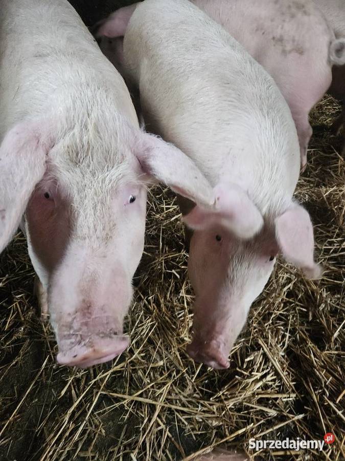 Tuczniki karmione własną paszą Bystrzyca