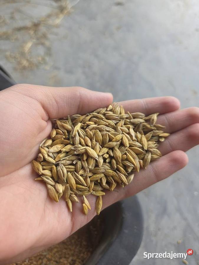 Pszenica owies jeczmień łódzkie Opoczno sprzedam