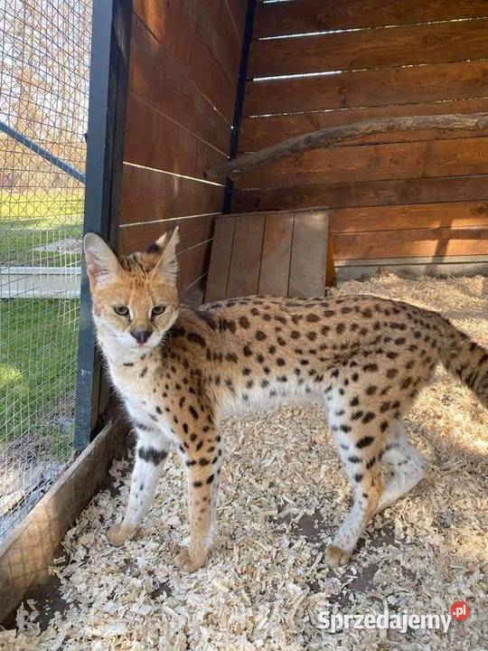 Serwal samiec 2 letni Wieliczka