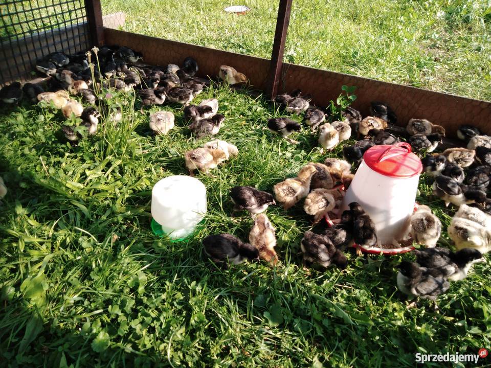 Kurczęta australorp Ryczów