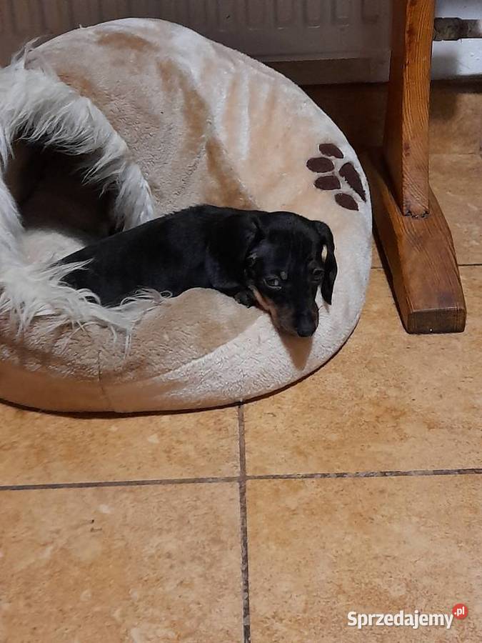 Jamnik krótkowłosy suczka