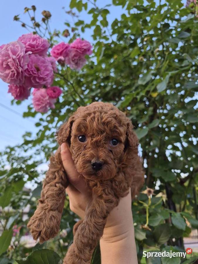 Suczki Maltipoo rezerwacja świętokrzyskie Porąbki