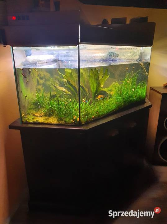 Terrarium akwarium z wyposażeniem Józefin