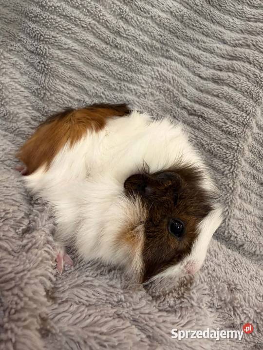 świnka morska cavia domowa SAMICA Koszyce Wielkie sprzedam