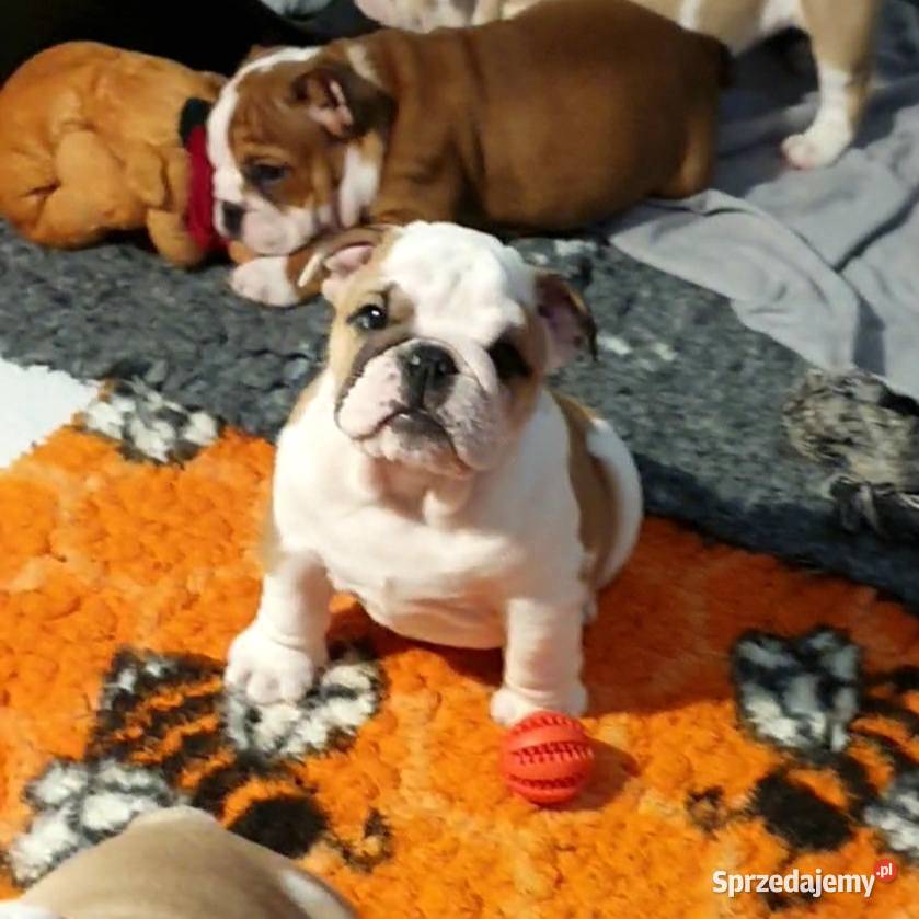 Buldog angielski FCI samiec Kielce