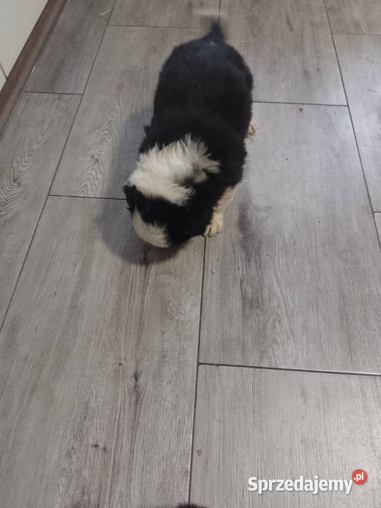 Border collie Załuczne sprzedam