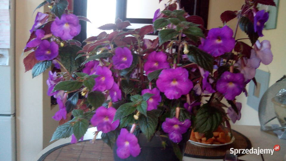 Achimenessadzonki Białystok sprzedam