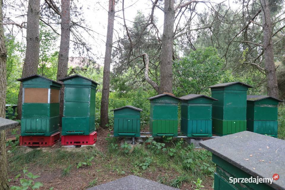 Pasieka na sprzedaż Chełmża