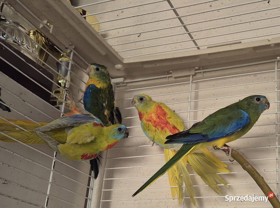 Łąkówki 2 pary mazowieckie Radom