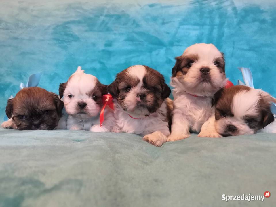 Shih tzu Dusocin