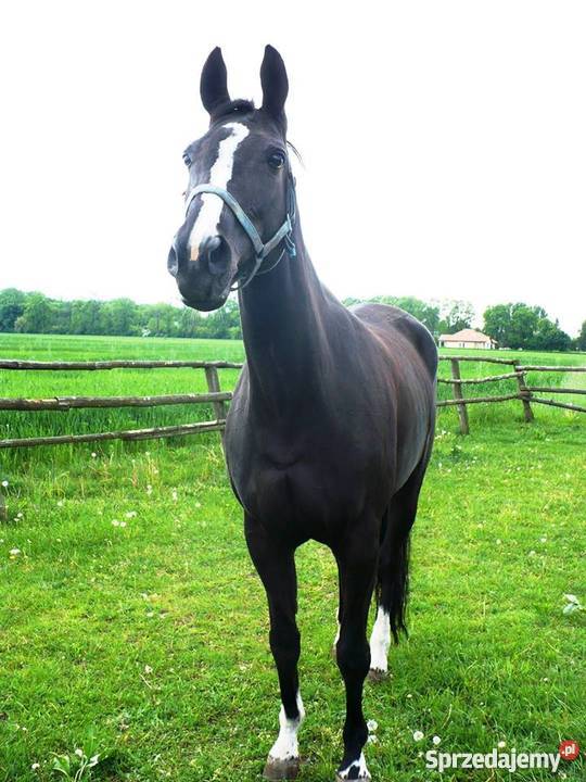 Sprzedam KLACZ KARA Pozostałe Kruszynek