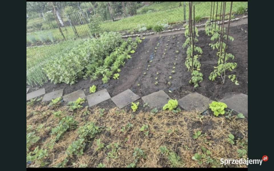 Ogródek dzialkowy dolnośląskie Wrocław