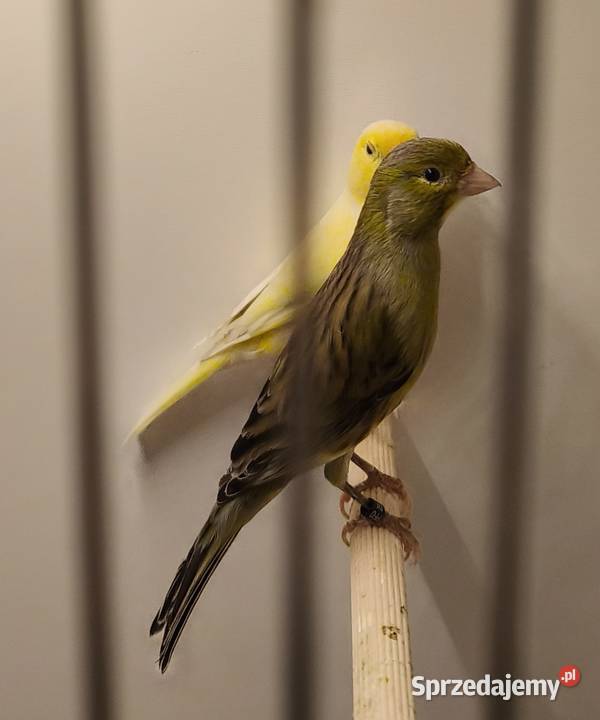 Kanarek Miniatura Irlandzka Lubliniec