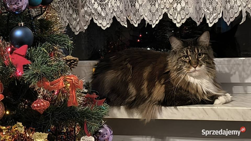 Maine coon kotka drapak kuweta klatka Maine Coon Wieszowa
