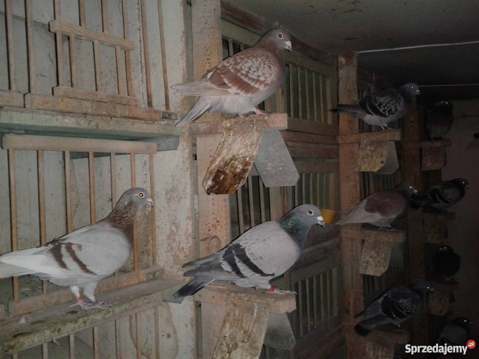 Gołębie pocztowe likwidacja hodowli