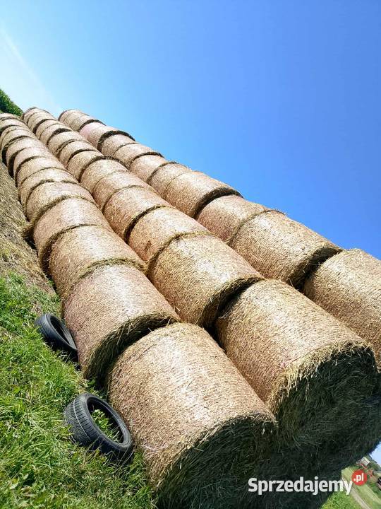 bele słoma z tegorocznych żniw 2025 Poświętne sprzedam