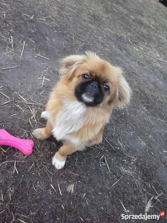 Suczka Pekińczyk łódzkie Koluszki