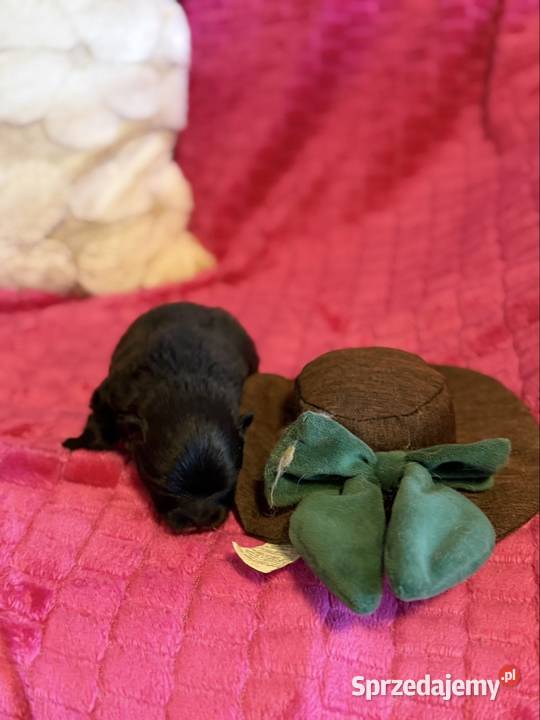 Szpic miniaturowy pomeranian boy Poniszowice