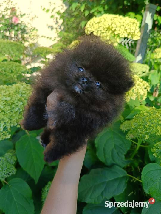 Reproduktor SZPIC MINIATUROWY pomeranian Tarnowskie Góry