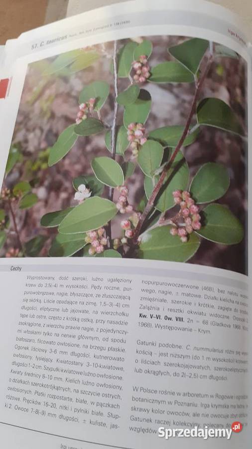 Irgi uprawiane w Polsce przyroda, krajobrazy Szczecin