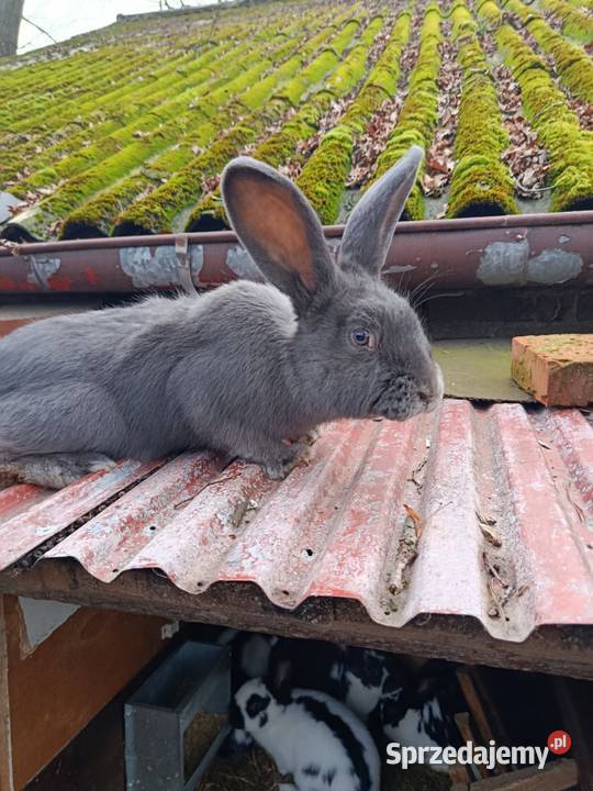Sprzedam króliki