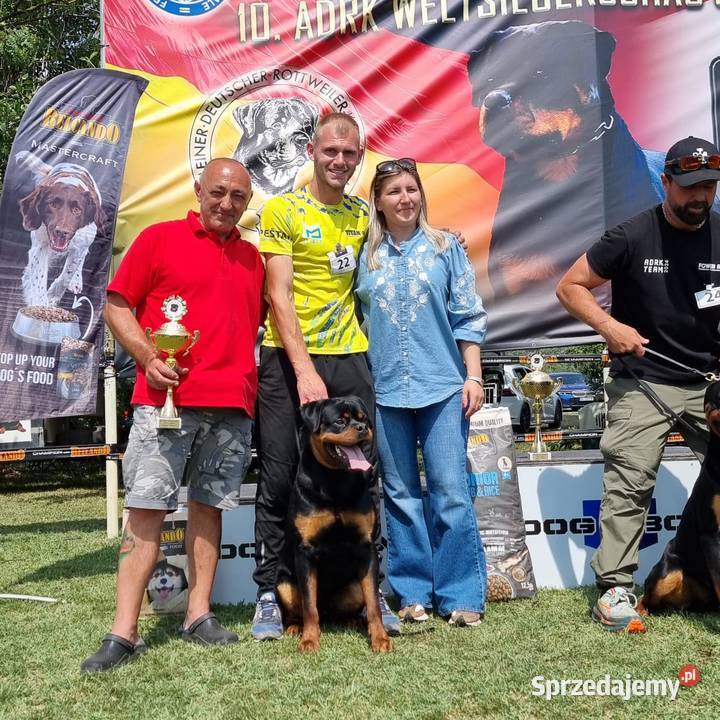 Rottweiler samiec Smyków