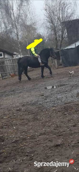 Sprzedam spokojna kara Ostrów Lubelski