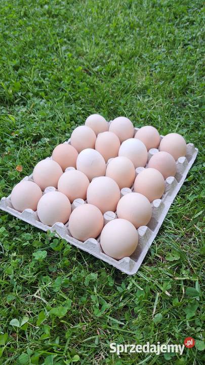 Jajka wiejskie wolny wybieg Rakowice Małe sprzedam