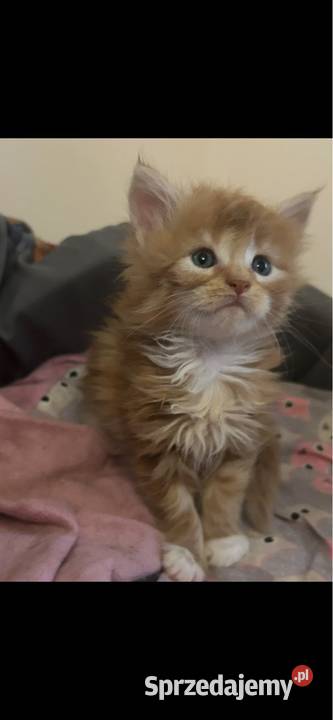 Kocurek Maine coon Grudziądz sprzedam