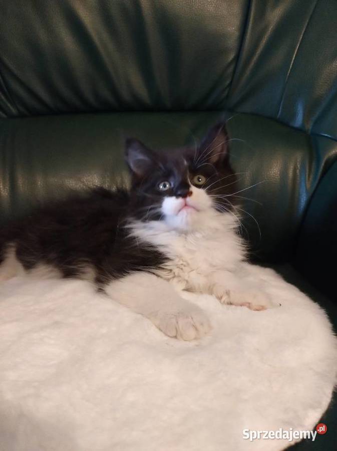 Piękny chłopak Maine coon wielkopolskie Dolsk