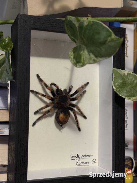 Ptaszniki pająki pająk skakun skorpion pomorskie Gdańsk