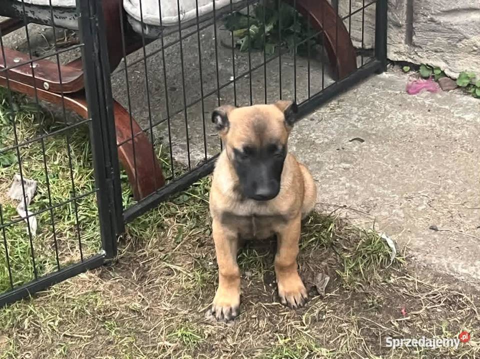 Owczarki Belgijskie Malinois Mokrzyska