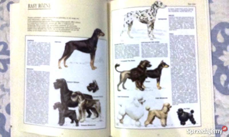 Psy przegląd ras Gdynia