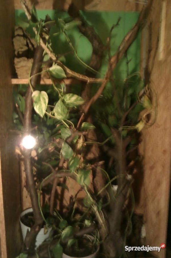 dwa gekony orzęsione terrarium 120x40x60 Opole