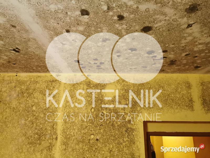 Odgrzybianie ścian Tuchów Kastelnik Usuwanie