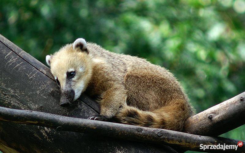 OSTRONOS KOATI nasua nasua młode 2 miesiące Piła