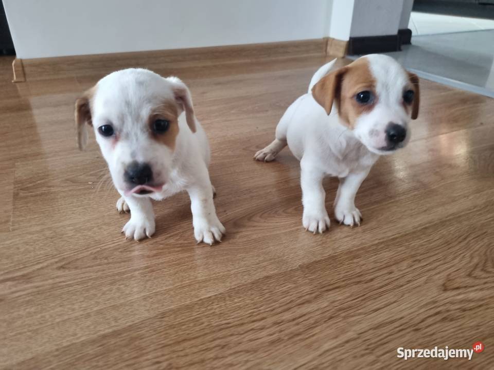 ŚLICZNE SUNIE Jack Russell Terrier Stary Broniszew
