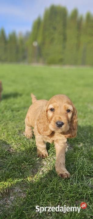 Cocker spaniel Ilkowice