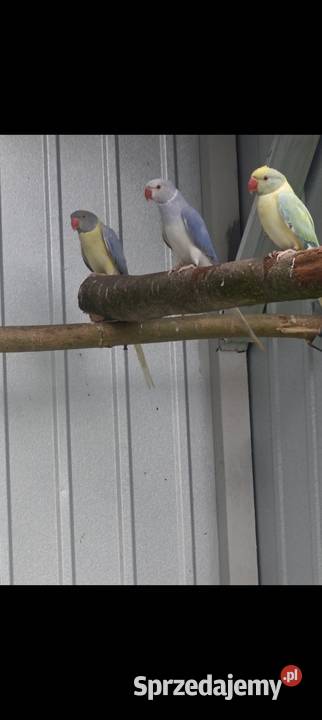 Akeksandretty obrożne