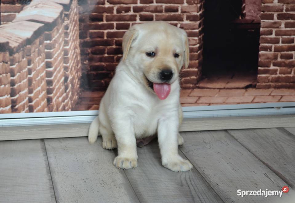 Szczeniaki Labrador Retriever biszkoptowe Żelechlinek