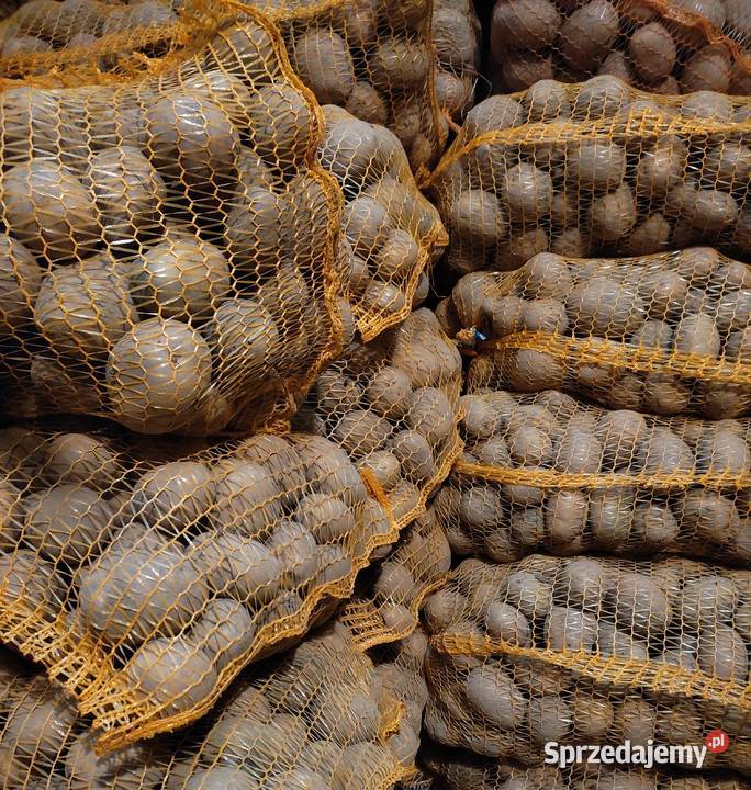 Ziemniaki jadalne sadzeniaki Strzegom
