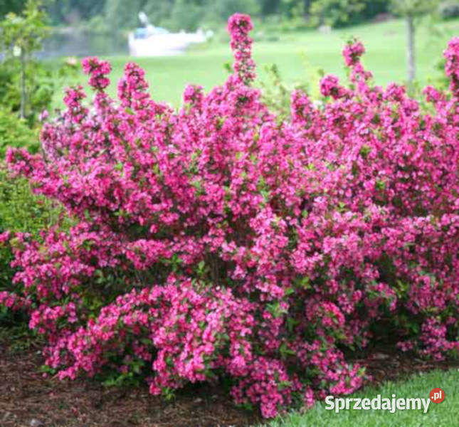 KRZEWUSZKA PINK PRINCESS sadzonki w doniczkach