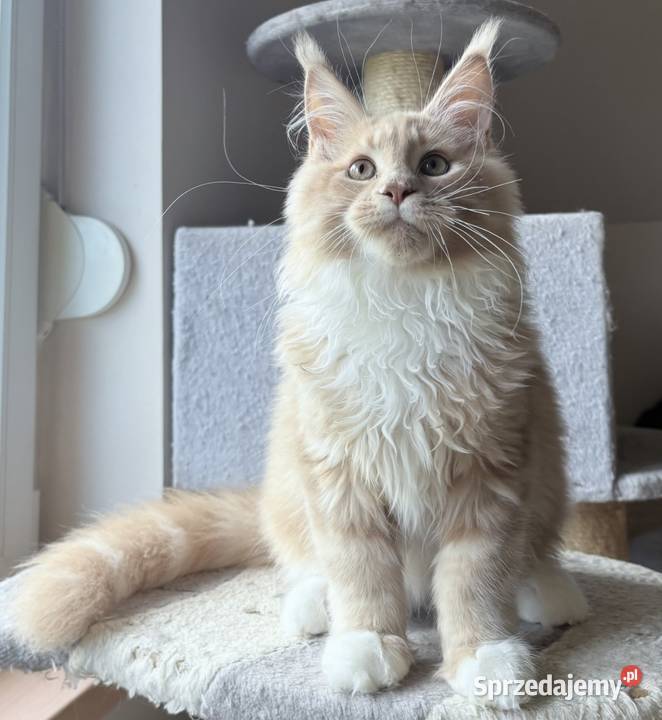 Maine Coon Rudo biały Wińsko