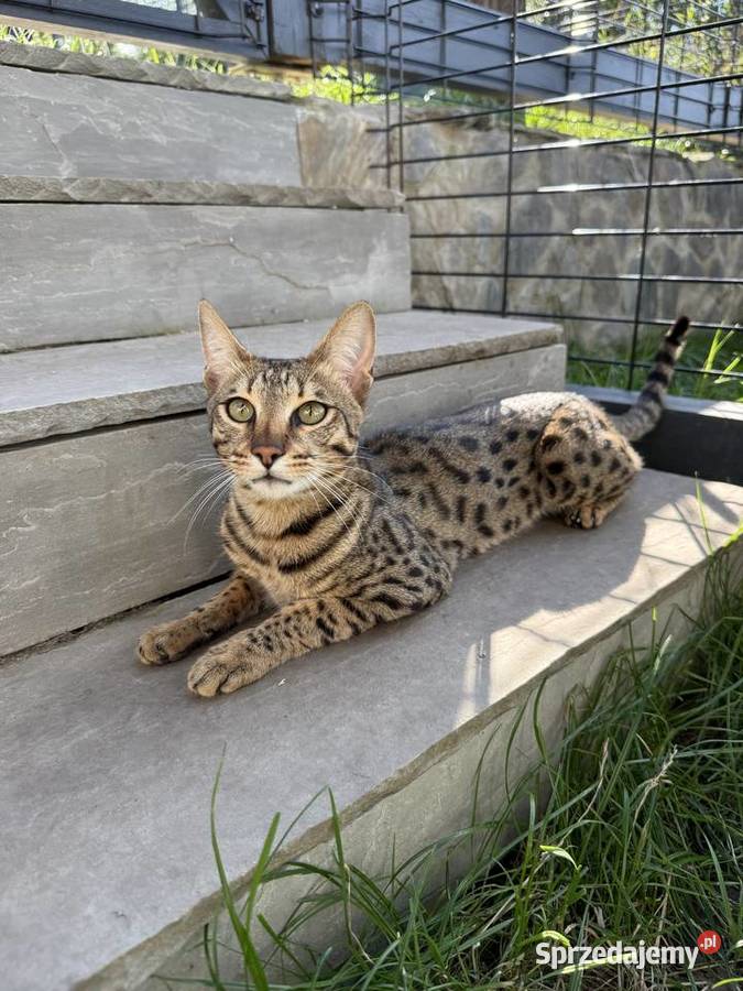Uroczy samiec Savannah F6 małopolskie Kraków
