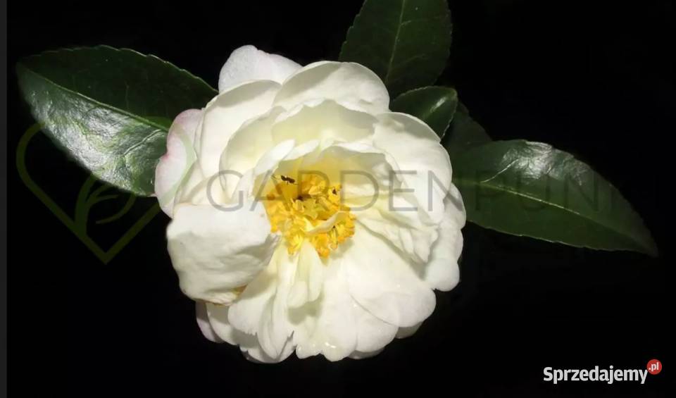 Kamelia Japońska Zimozielone Pięknie Pachnie Knurów