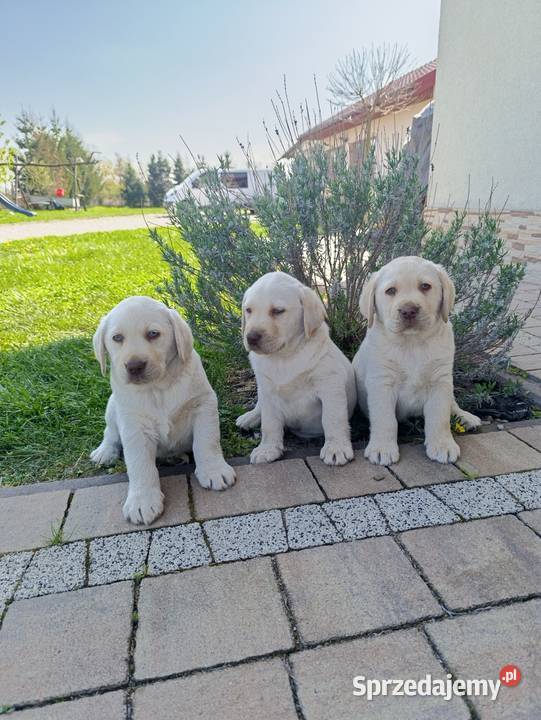 Pieski i suczki Labradora Retriever czarne Tarnów sprzedam
