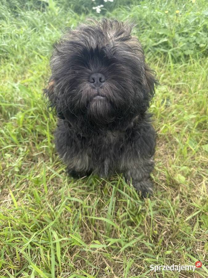Pięciopokoleniowe Shih Tzu Dłutów
