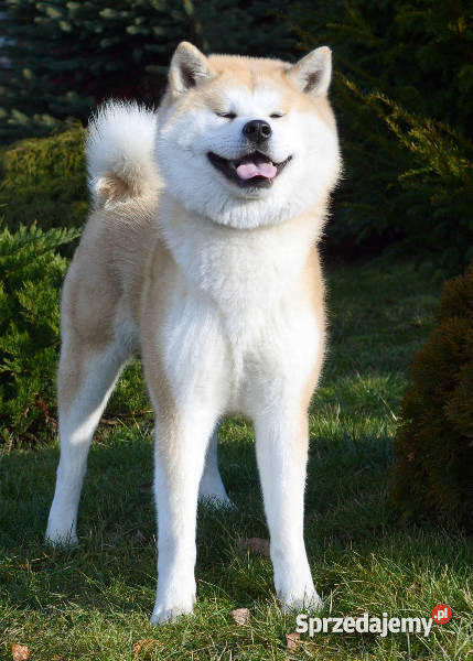 AKITA INU DOSKONAŁE SZCZENIACZKI WYBITNYCH RODZI Wałcz