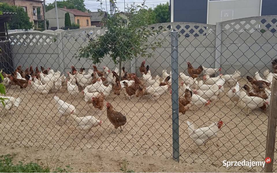Kury nioski z jajkiem Leghorn Możliwy Transport Drób i ptactwo Złoty Potok